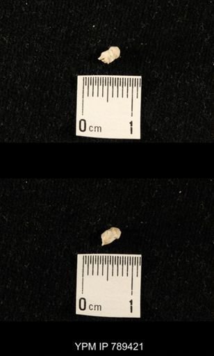 undet. Bryozoa