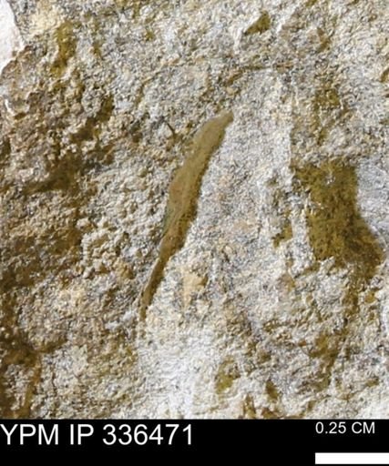 undet. Mollusca