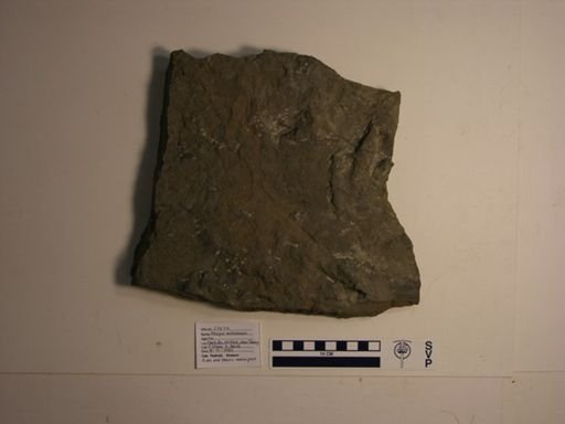 Atreipus milfordensis