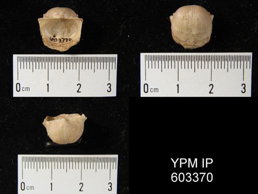 Eomarginifera longispinus