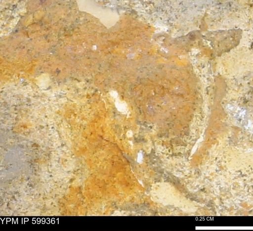 Protocardia subquadrata
