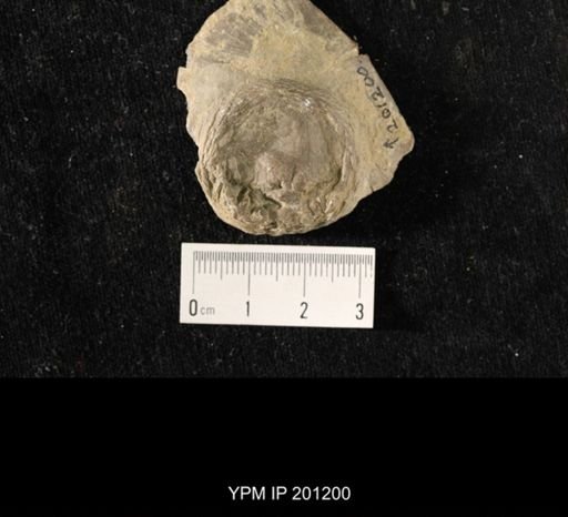 Isorophus cincinnatiensis