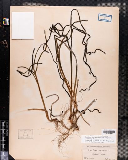 Zostera marina