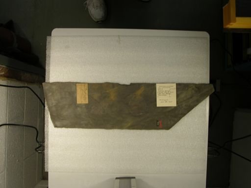 Palamopus gracilipes