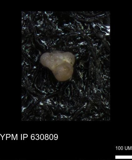 undet. Globigerinina