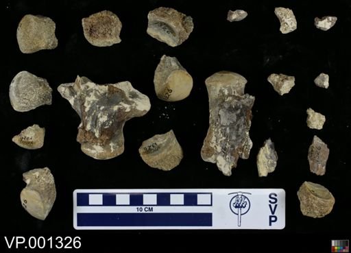 Clidastes sp.
