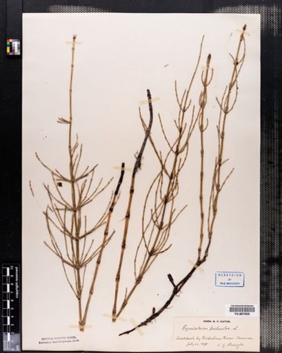 Equisetum palustre