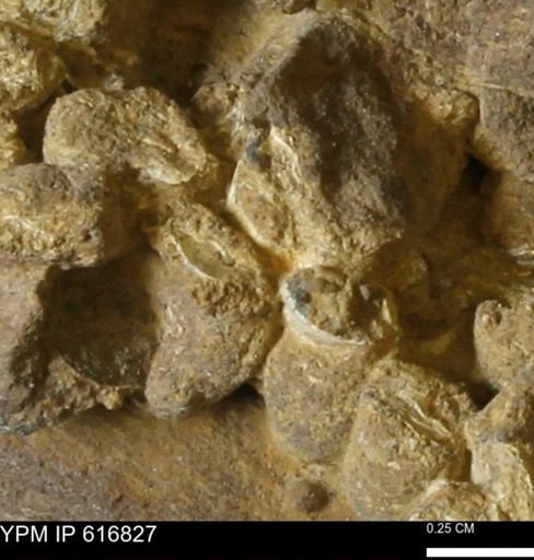 Teredo sp.