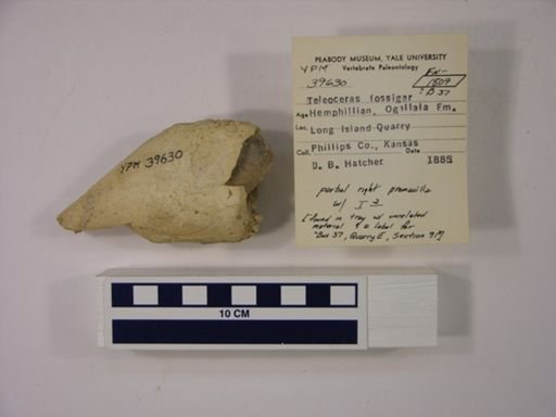 Teleoceras fossiger