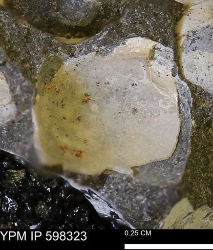 Limopsis striatopunctatus