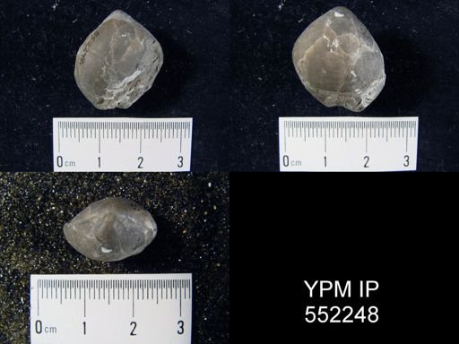 Whitfieldella oblata