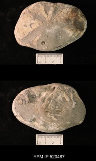 Scutellaster interlineatus