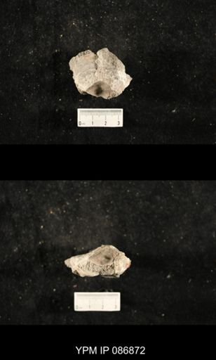 undet. Nautiloidea