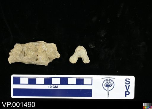 Hesperornis sp.