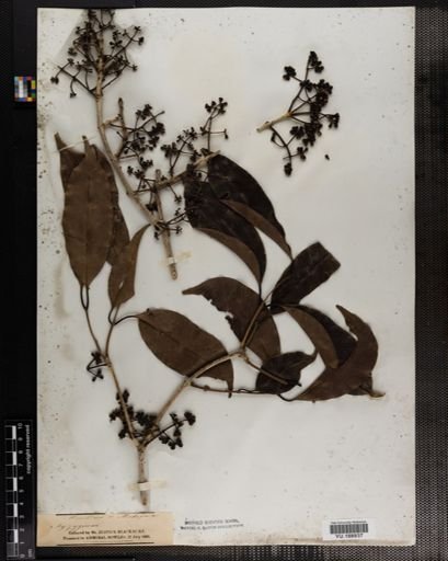 Plantae