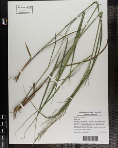 Panicum virgatum