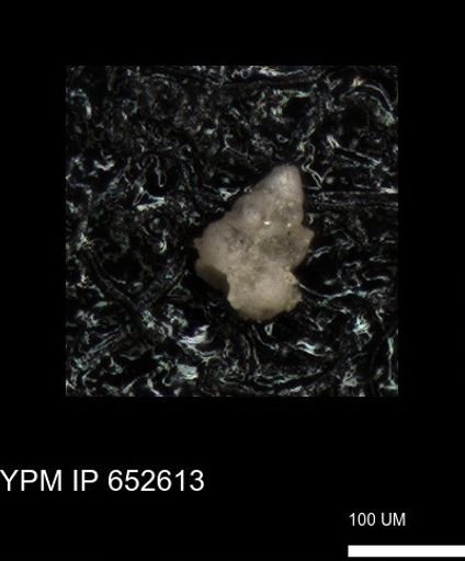 undet. Foraminiferida