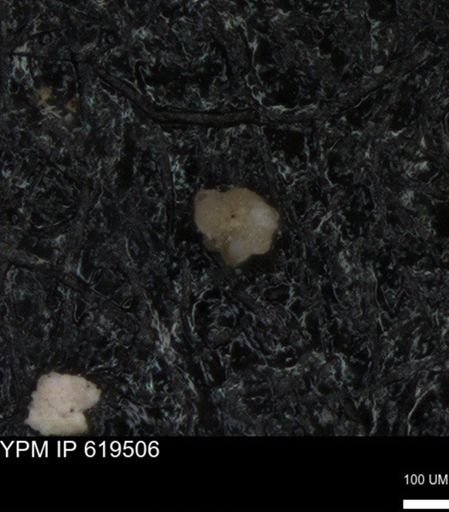 undet. Rugoglobigerinidae
