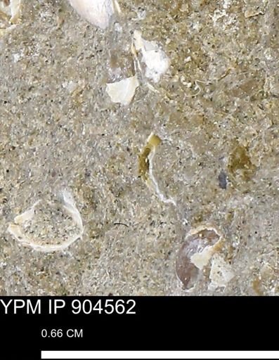 undet. Bivalvia