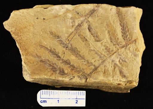 Pecopteris montanensis