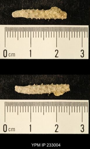 Archaeocidaris sp.