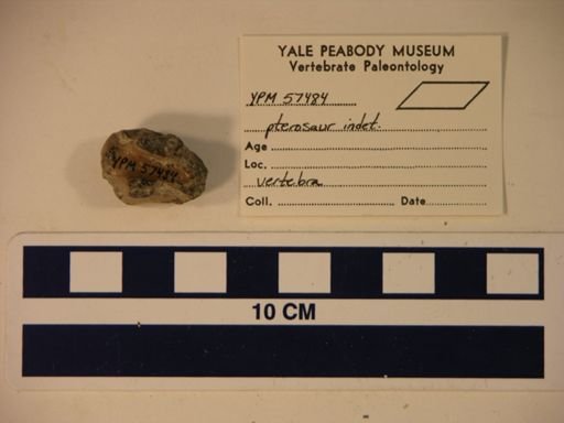 Pterosauria