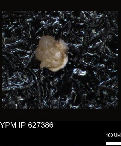 undet. Foraminiferida