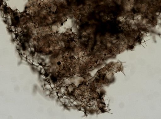 Haliclona (Gellius) sp.
