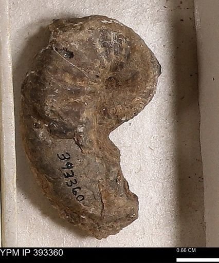 Scaphites sp.