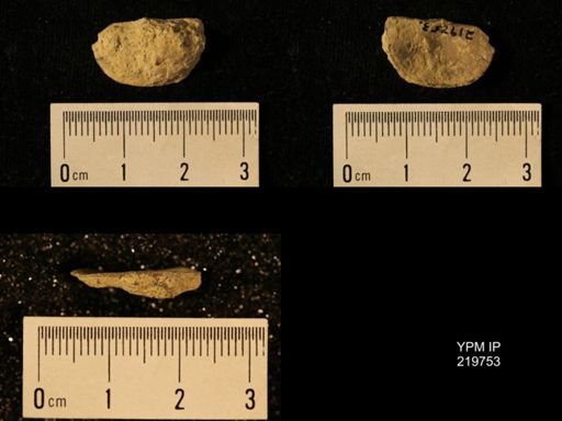 Chonetes granulifer