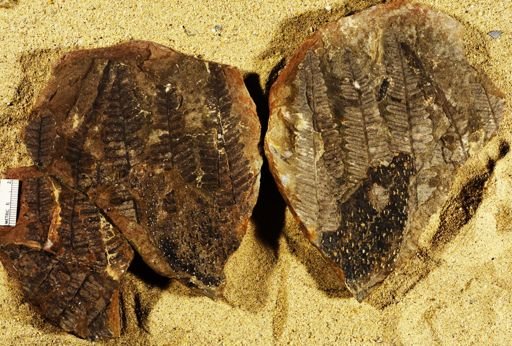 Pecopteris