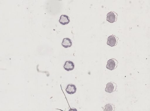Apis mellifera