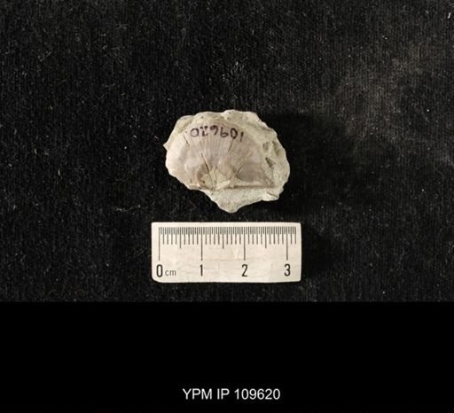 Strophomena planocorrugata