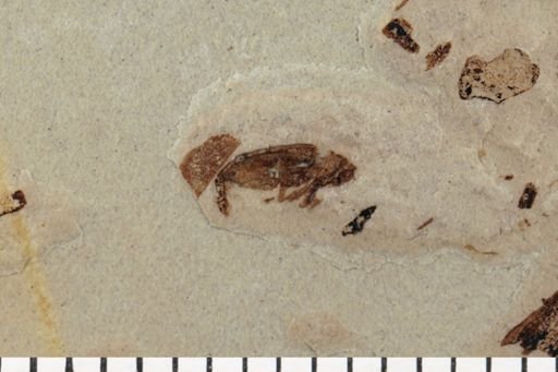 Cryptorhynchinae?
