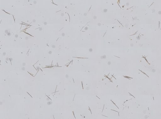 Lissodendoryx isodictyalis