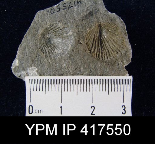Anoplotheca?