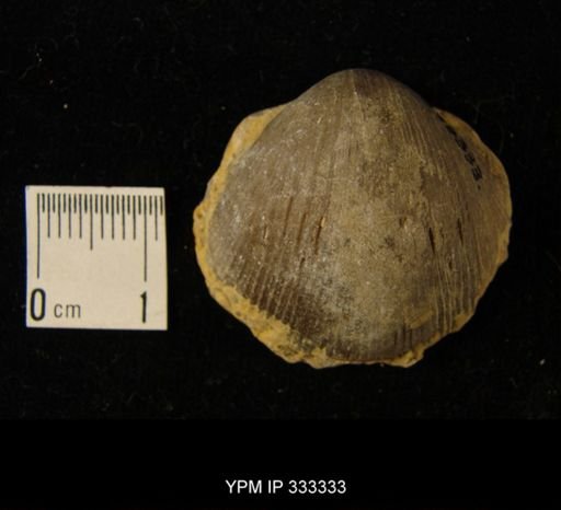 Plaesiomys?