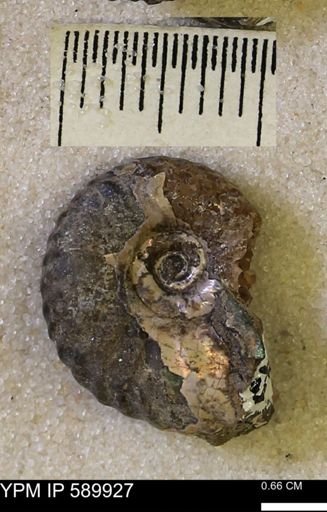 Hoploscaphites comprimus
