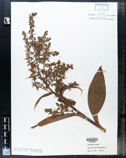 Veratrum viride