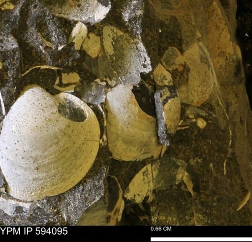 Limopsis? striatopunctatus