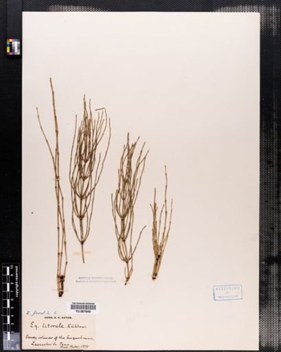 Equisetum fluviatile