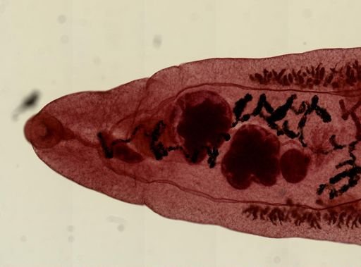 Dicrocoelium dendriticum