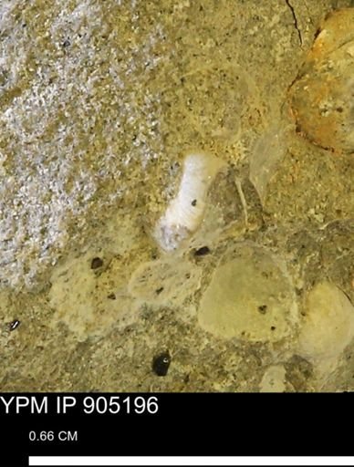 Corbulamella?