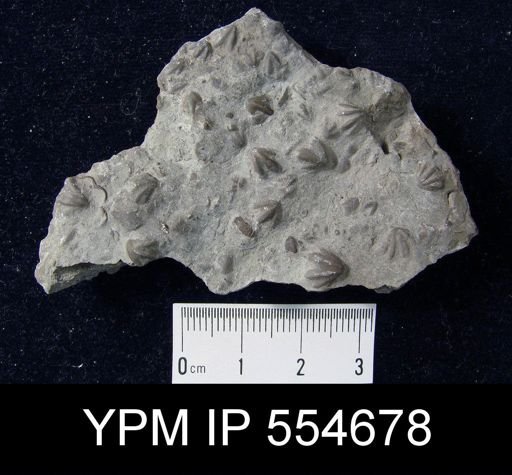 Hyattidina congesta junea