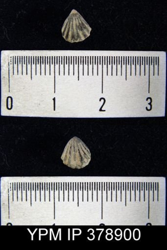 Camarotoechia indianensis