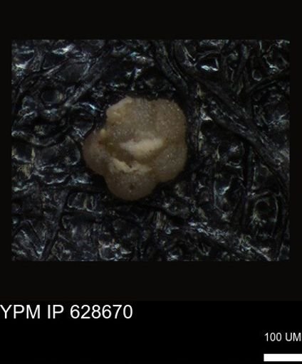undet. Foraminiferida