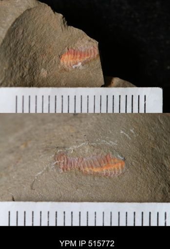 undet. Annelida