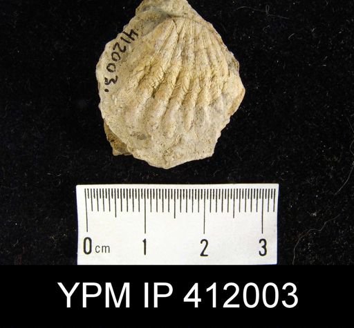 Meekella striatocostata