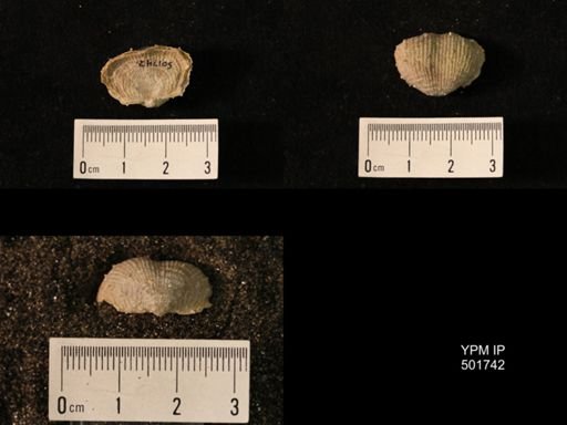 Marginifera lasallensis