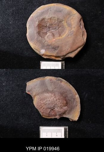 Pygocephalus gracilis